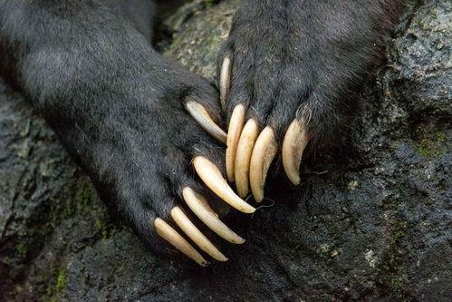 疯狼图片,揭秘神秘生物的神秘面纱