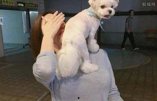 女主播上演与狗